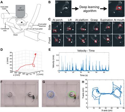 DeepBehavior: A Deep Learning Toolbox for Automated Analysis of Animal and Human Behavior Imaging Data